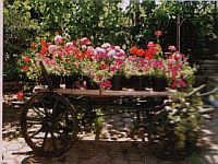 Haus "Liliana" Blumenwagen im Garten